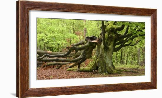 Germany, Hesse, Kellerwald-Edersee National Park, Bad Wildungen (Small Town), Halloh-Wald-Andreas Keil-Framed Photographic Print