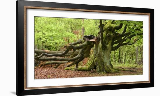 Germany, Hesse, Kellerwald-Edersee National Park, Bad Wildungen (Small Town), Halloh-Wald-Andreas Keil-Framed Photographic Print