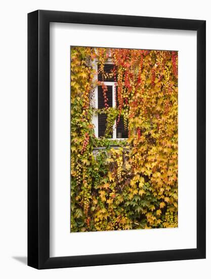 Germany, Hesse, Wetzlar, Building Covered with Ivy in Autumn-Walter Bibikow-Framed Photographic Print