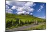 Germany, Hessen, Rheingau, Geisenheim, District Johannisberg-Udo Siebig-Mounted Photographic Print