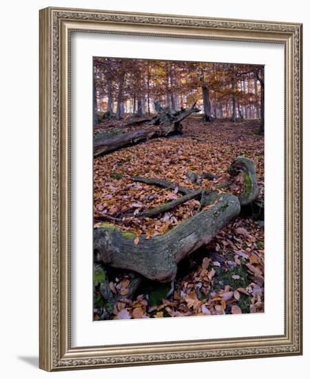 Germany, Kellerwald-Edersee, Autumn Beech and Oak Trees on Ringelberg-K. Schlierbach-Framed Photographic Print