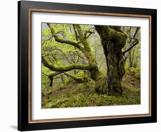 Germany, Kellerwald-Edersee, European Beech Forest on the Woogholle-K. Schlierbach-Framed Photographic Print