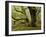 Germany, Kellerwald-Edersee, European Beech Forest on the Woogholle-K. Schlierbach-Framed Photographic Print