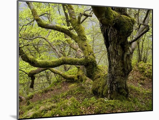 Germany, Kellerwald-Edersee, European Beech Forest on the Woogholle-K. Schlierbach-Mounted Photographic Print