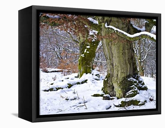 Germany, Kellerwald Nature Park, Winter-K. Schlierbach-Framed Premier Image Canvas