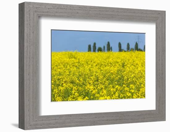 Germany, Landscape, Rape Field-Catharina Lux-Framed Photographic Print