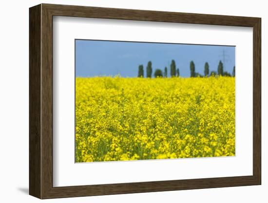 Germany, Landscape, Rape Field-Catharina Lux-Framed Photographic Print