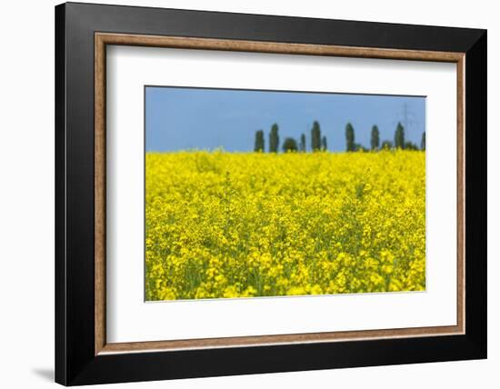 Germany, Landscape, Rape Field-Catharina Lux-Framed Photographic Print