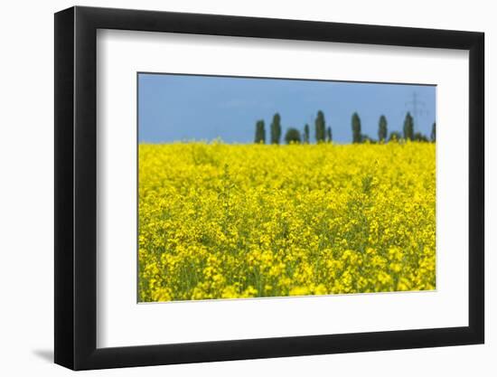 Germany, Landscape, Rape Field-Catharina Lux-Framed Photographic Print