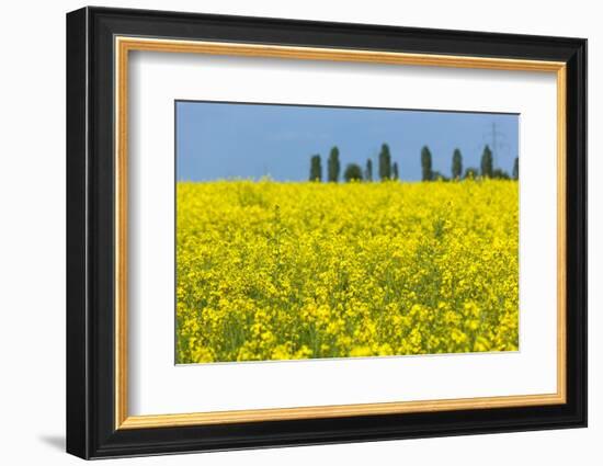 Germany, Landscape, Rape Field-Catharina Lux-Framed Photographic Print