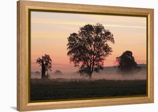 Germany, Landscape, Silhouette, Trees, Fog, Morning-Mood, Foliage-Trees, Meadow, Mist, Ground-Fog-Ronald Wittek-Framed Premier Image Canvas