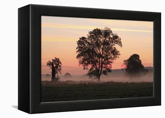 Germany, Landscape, Silhouette, Trees, Fog, Morning-Mood, Foliage-Trees, Meadow, Mist, Ground-Fog-Ronald Wittek-Framed Premier Image Canvas