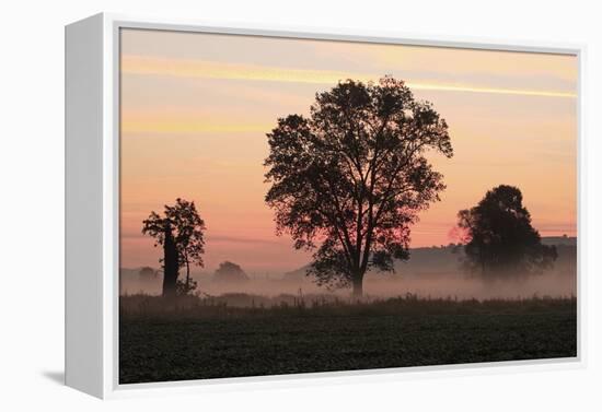 Germany, Landscape, Silhouette, Trees, Fog, Morning-Mood, Foliage-Trees, Meadow, Mist, Ground-Fog-Ronald Wittek-Framed Premier Image Canvas