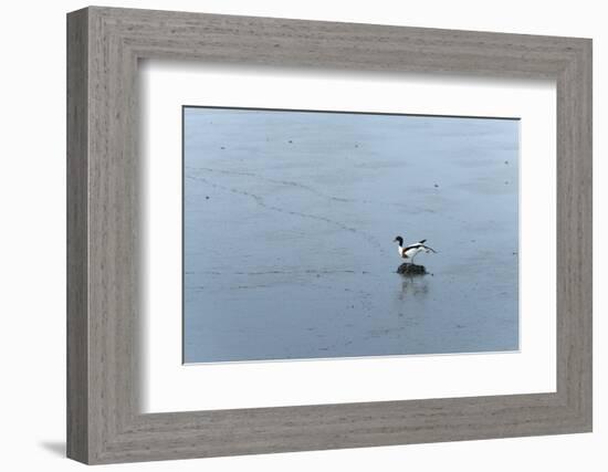 Germany, Lower Saxony, East Friesland, barduck (Tadorna tadorna) in the sludge while low tide.-Roland T. Frank-Framed Photographic Print