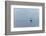 Germany, Lower Saxony, East Friesland, barduck (Tadorna tadorna) in the sludge while low tide.-Roland T. Frank-Framed Photographic Print