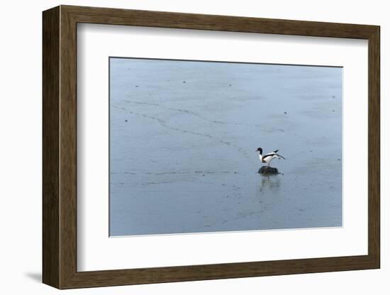 Germany, Lower Saxony, East Friesland, barduck (Tadorna tadorna) in the sludge while low tide.-Roland T. Frank-Framed Photographic Print