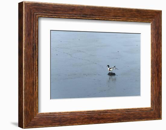 Germany, Lower Saxony, East Friesland, barduck (Tadorna tadorna) in the sludge while low tide.-Roland T. Frank-Framed Photographic Print