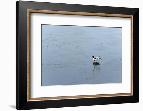 Germany, Lower Saxony, East Friesland, barduck (Tadorna tadorna) in the sludge while low tide.-Roland T. Frank-Framed Photographic Print