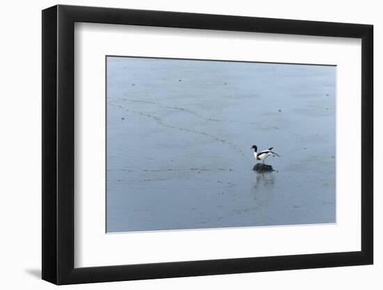 Germany, Lower Saxony, East Friesland, barduck (Tadorna tadorna) in the sludge while low tide.-Roland T. Frank-Framed Photographic Print