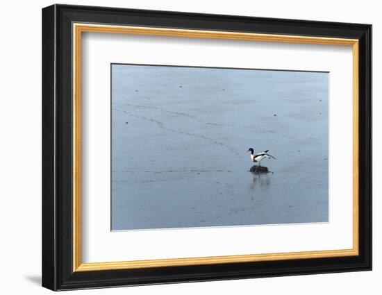 Germany, Lower Saxony, East Friesland, barduck (Tadorna tadorna) in the sludge while low tide.-Roland T. Frank-Framed Photographic Print