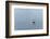 Germany, Lower Saxony, East Friesland, barduck (Tadorna tadorna) in the sludge while low tide.-Roland T. Frank-Framed Photographic Print