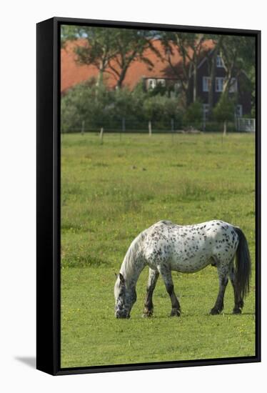 Germany, Lower Saxony, East Friesland, Langeoog, horse on the pasture.-Roland T. Frank-Framed Stretched Canvas