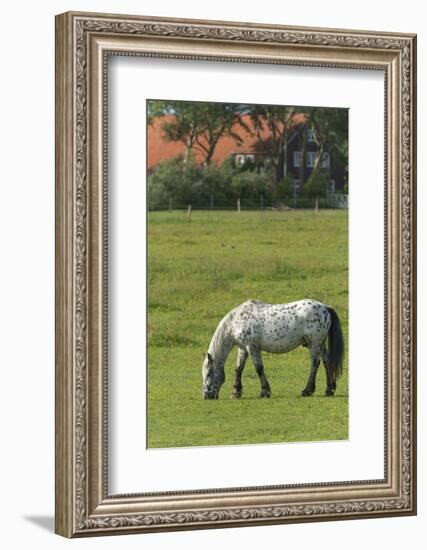 Germany, Lower Saxony, East Friesland, Langeoog, horse on the pasture.-Roland T. Frank-Framed Photographic Print