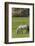 Germany, Lower Saxony, East Friesland, Langeoog, horse on the pasture.-Roland T. Frank-Framed Photographic Print