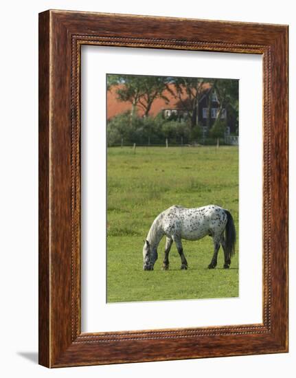 Germany, Lower Saxony, East Friesland, Langeoog, horse on the pasture.-Roland T. Frank-Framed Photographic Print