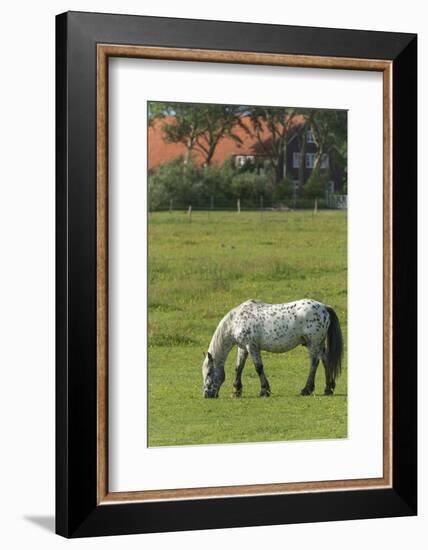Germany, Lower Saxony, East Friesland, Langeoog, horse on the pasture.-Roland T. Frank-Framed Photographic Print