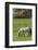 Germany, Lower Saxony, East Friesland, Langeoog, horse on the pasture.-Roland T. Frank-Framed Photographic Print