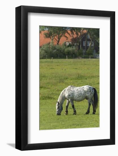 Germany, Lower Saxony, East Friesland, Langeoog, horse on the pasture.-Roland T. Frank-Framed Photographic Print