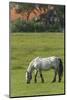 Germany, Lower Saxony, East Friesland, Langeoog, horse on the pasture.-Roland T. Frank-Mounted Photographic Print
