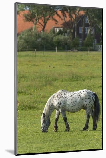 Germany, Lower Saxony, East Friesland, Langeoog, horse on the pasture.-Roland T. Frank-Mounted Photographic Print