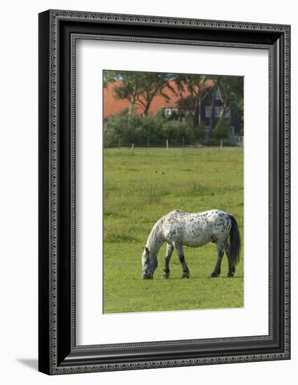 Germany, Lower Saxony, East Friesland, Langeoog, horse on the pasture.-Roland T. Frank-Framed Photographic Print