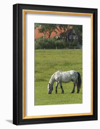 Germany, Lower Saxony, East Friesland, Langeoog, horse on the pasture.-Roland T. Frank-Framed Photographic Print