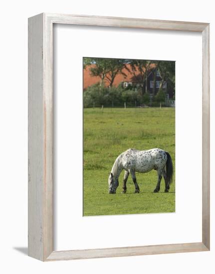 Germany, Lower Saxony, East Friesland, Langeoog, horse on the pasture.-Roland T. Frank-Framed Photographic Print