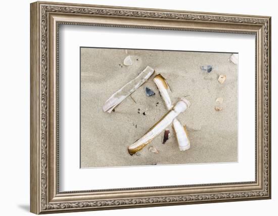 Germany, Lower Saxony, East Frisian islands, North Sea beach with mussels.-Roland T. Frank-Framed Photographic Print