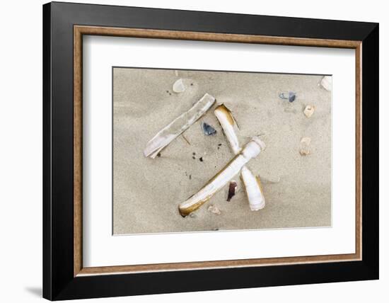 Germany, Lower Saxony, East Frisian islands, North Sea beach with mussels.-Roland T. Frank-Framed Photographic Print