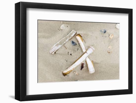 Germany, Lower Saxony, East Frisian islands, North Sea beach with mussels.-Roland T. Frank-Framed Photographic Print