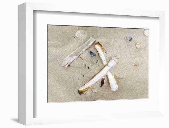 Germany, Lower Saxony, East Frisian islands, North Sea beach with mussels.-Roland T. Frank-Framed Photographic Print