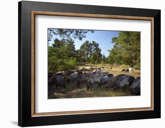 Germany, Lower Saxony, LŸneburg Heath, Flock of German Heath-Chris Seba-Framed Photographic Print