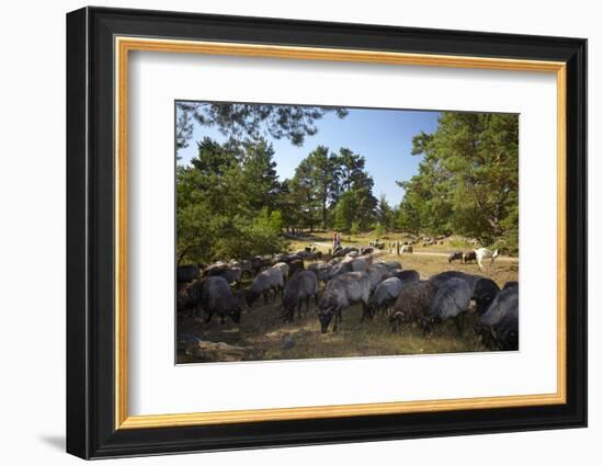 Germany, Lower Saxony, LŸneburg Heath, Flock of German Heath-Chris Seba-Framed Photographic Print