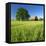 Germany, Mecklenburg-West Pomerania, Grain Field, Solitairy Oak, Hut-Andreas Vitting-Framed Premier Image Canvas