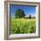 Germany, Mecklenburg-West Pomerania, Grain Field, Solitairy Oak, Hut-Andreas Vitting-Framed Photographic Print