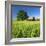 Germany, Mecklenburg-West Pomerania, Grain Field, Solitairy Oak, Hut-Andreas Vitting-Framed Photographic Print