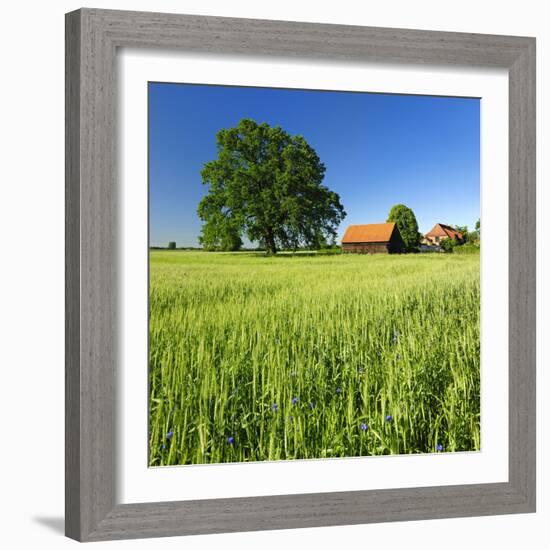 Germany, Mecklenburg-West Pomerania, Grain Field, Solitairy Oak, Hut-Andreas Vitting-Framed Photographic Print