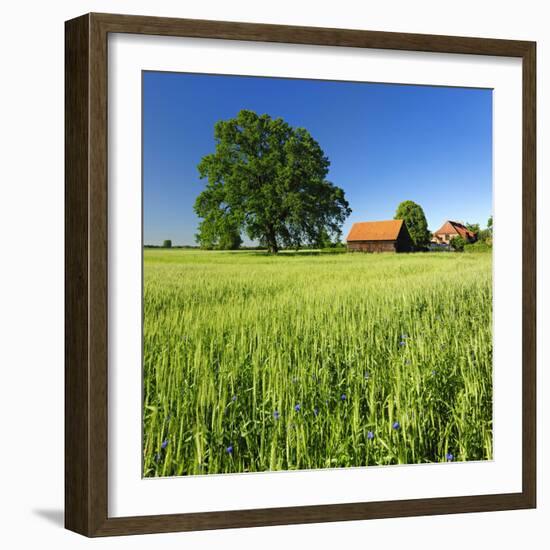 Germany, Mecklenburg-West Pomerania, Grain Field, Solitairy Oak, Hut-Andreas Vitting-Framed Photographic Print