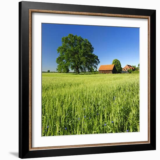 Germany, Mecklenburg-West Pomerania, Grain Field, Solitairy Oak, Hut-Andreas Vitting-Framed Photographic Print