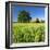 Germany, Mecklenburg-West Pomerania, Grain Field, Solitairy Oak, Hut-Andreas Vitting-Framed Photographic Print